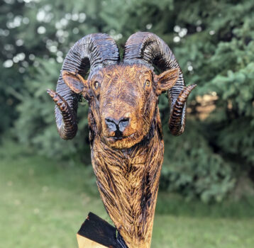Bighorn sheep
