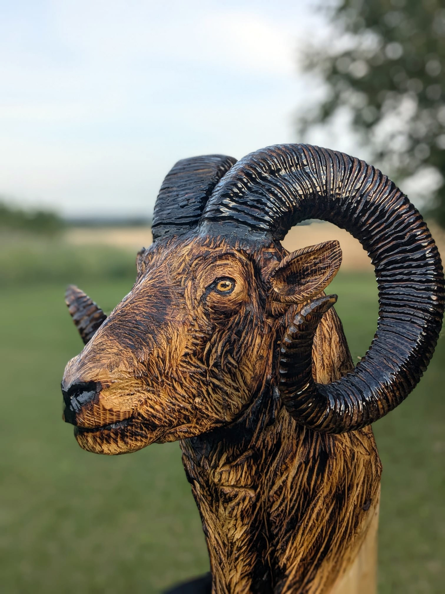 bighorn-002