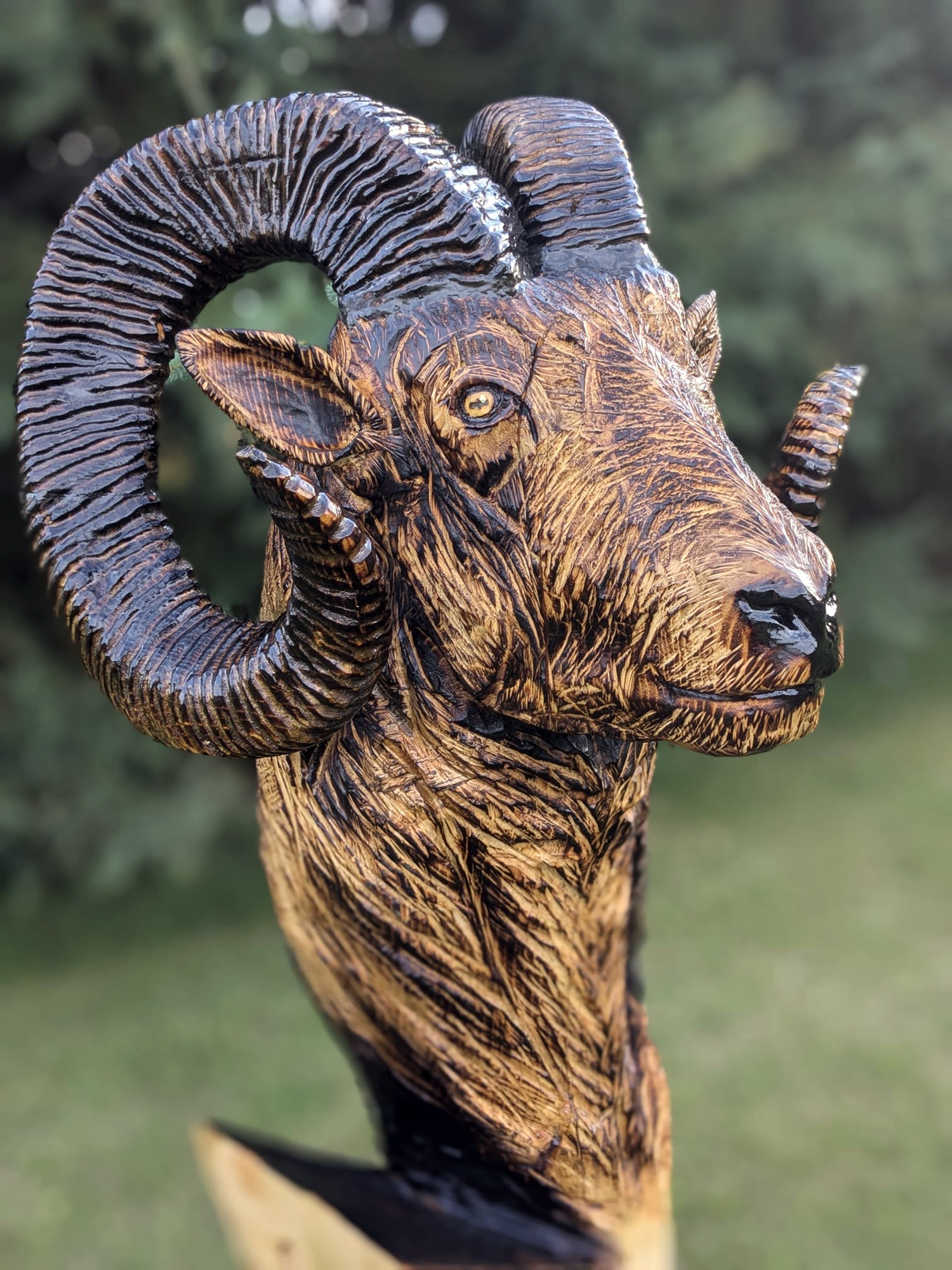 bighorn-003