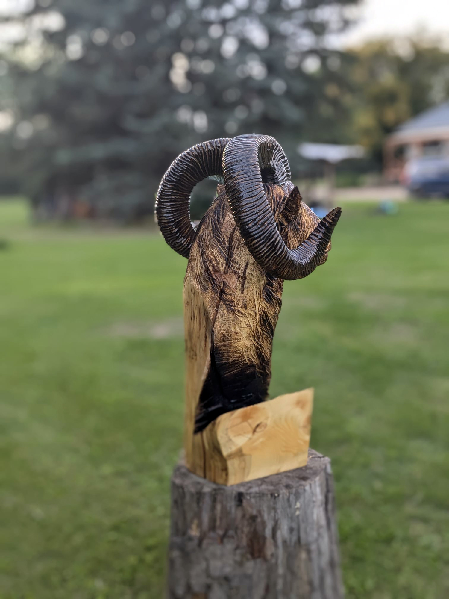 bighorn-004