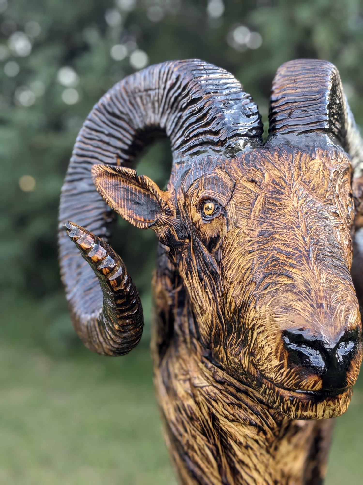 bighorn-005