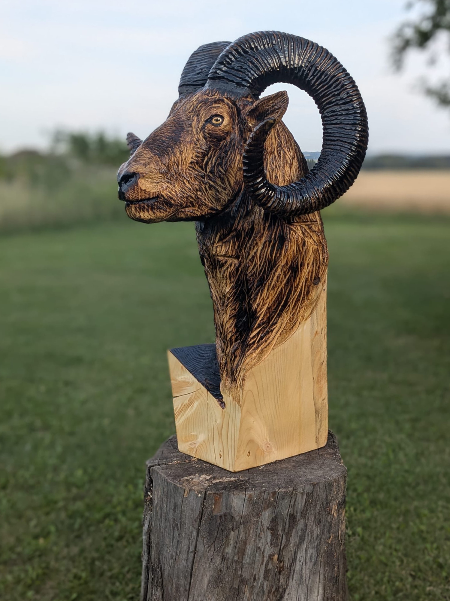 bighorn-006