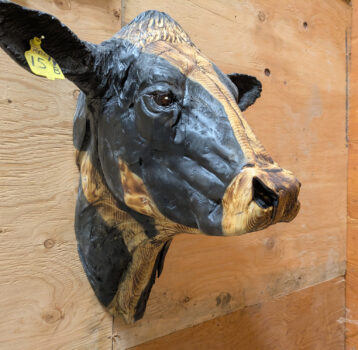 Cow