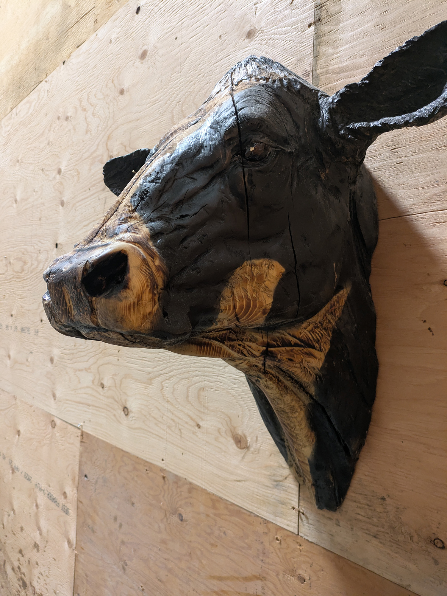 cow-003