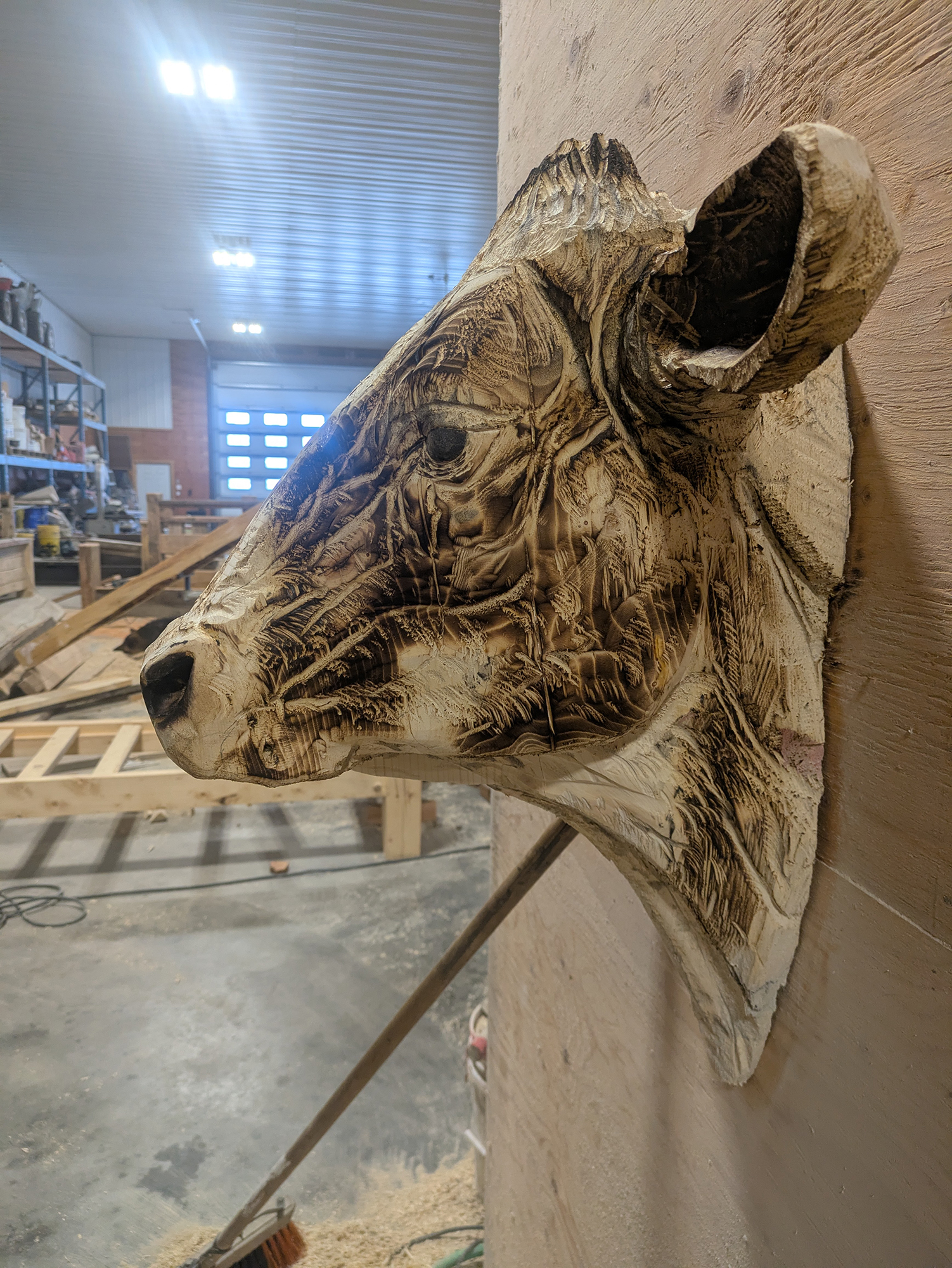cow-006