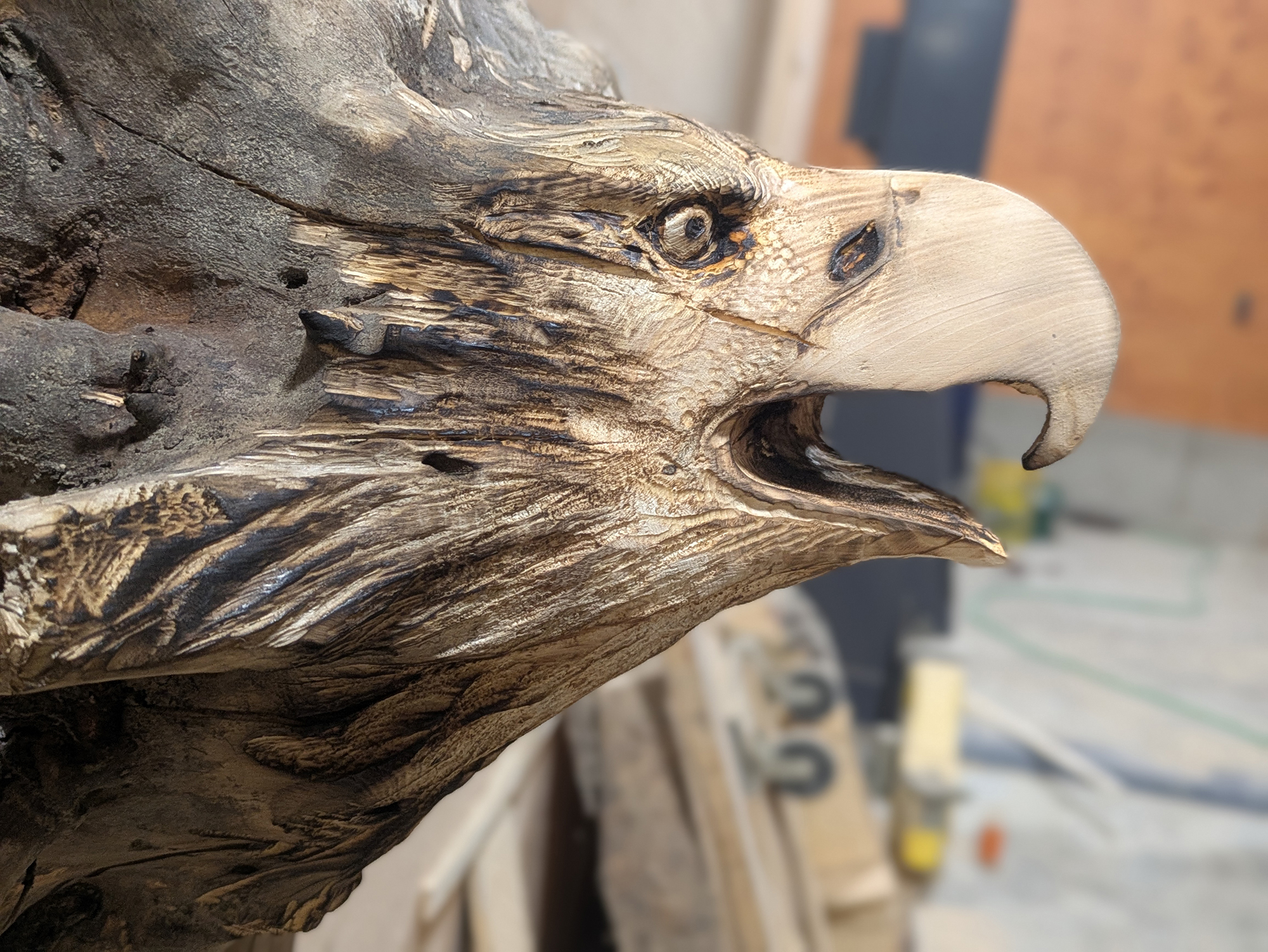 eagle-002